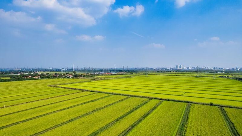 山东农业种植技术公司排名揭秘：技术驱动下的绿色未来