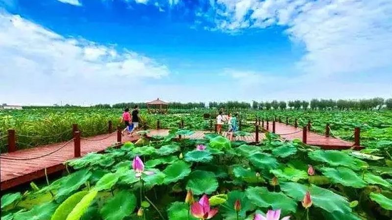小型农业种植项目如何规避常见风险