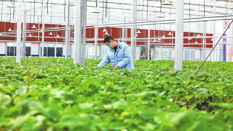 温室大棚智能灌溉系统：揭秘其价值与选型要点