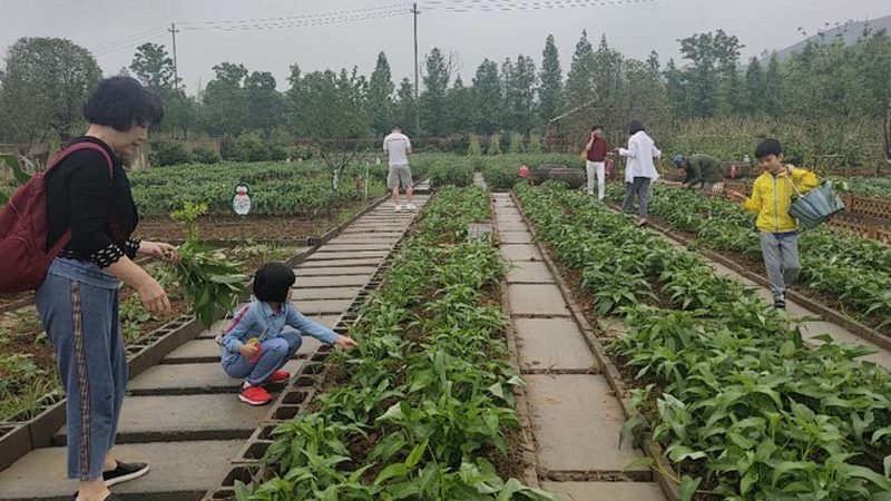 智慧温室大棚每平米造价解析：影响因素与预算规划