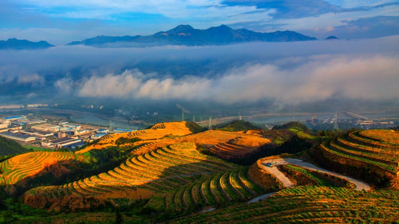 有机粮食种植每亩成本解析：成本构成与优化策略