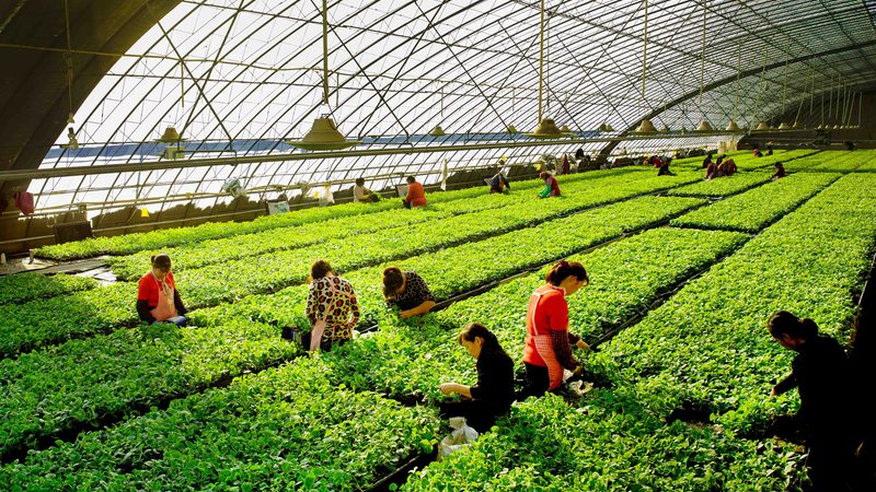农业环境监测传感器：守护绿色家园的“眼睛