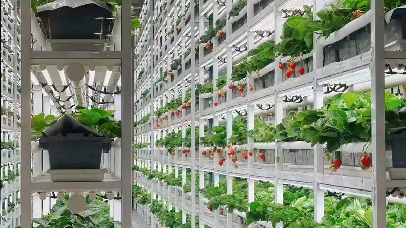 粮食种植加盟品牌，如何选择更合适？**
